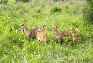 game reserve Hluhluwe - Südafrika