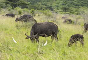 game reserve Hluhluwe - Südafrika