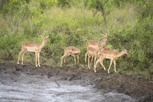 game reserve Hluhluwe - Südafrika