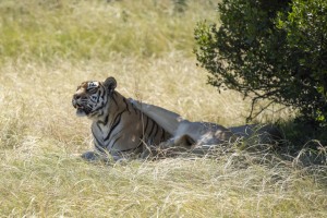 Kwantu private game reserve - Südafrika