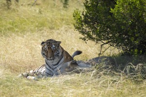 Kwantu private game reserve - Südafrika