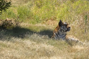 Kwantu private game reserve - Südafrika