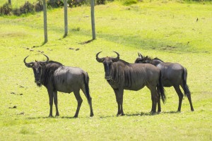 Kwantu private game reserve - Südafrika