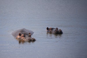 Kwantu private game reserve - Südafrika