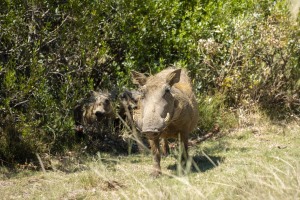 Kwantu private game reserve - Südafrika