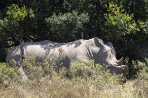 Kwantu private game reserve - Südafrika