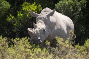 Kwantu private game reserve - Südafrika