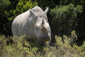 Kwantu private game reserve - Südafrika