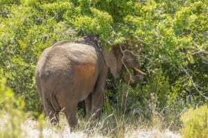 Kwantu private game reserve - Südafrika