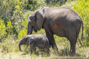 Kwantu private game reserve - Südafrika