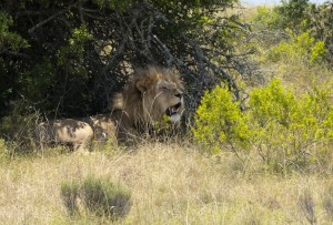 Kwantu private game reserve - Südafrika