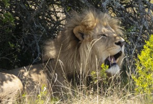 Kwantu private game reserve - Südafrika