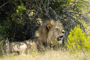 Kwantu private game reserve - Südafrika