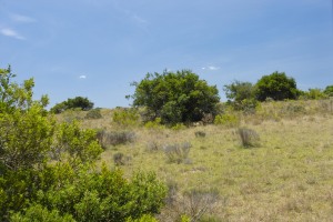 Kwantu private game reserve - Südafrika