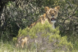 Kwantu private game reserve - Südafrika