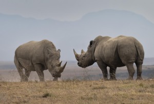 Garden Route Game Lodge