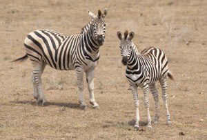 Garden Route Game Lodge