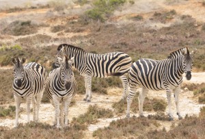 Garden Route Game Lodge