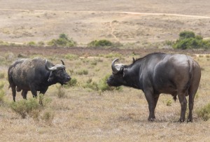 Garden Route Game Lodge