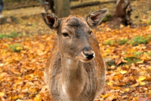 Tiere im Zoo